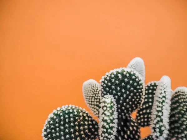 Opuntia microdasys cactus plant also known as bunny ears cactus against a soft orange background