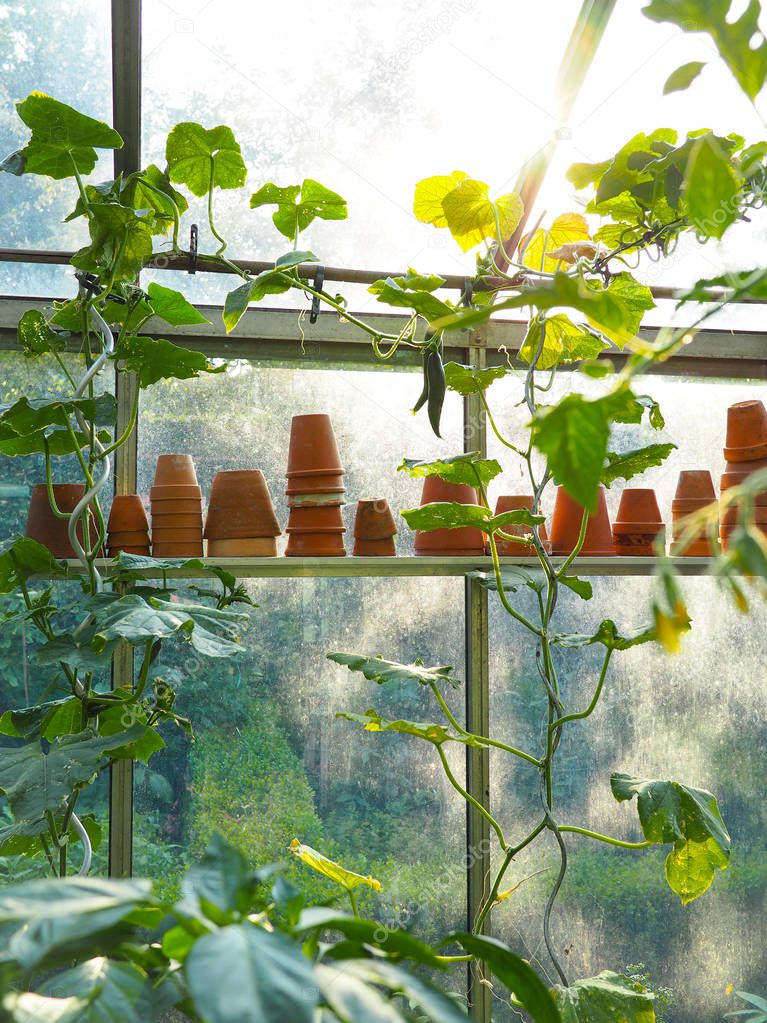 Growing cucumber plants in a small private greenhouse with a sunny background
