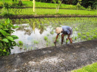Çalıştırıcılar, Bali, Endonezya bir paddy küçük pirinç bitkiler dikim adam