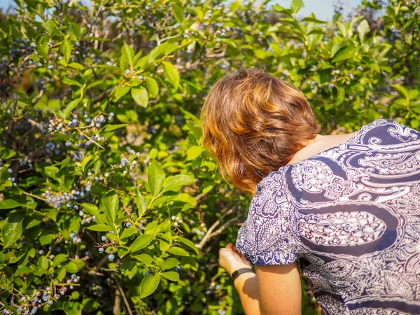 Kavkazský žena s nazrzlé vlasy Čerstvé borůvky z bluberry rostlin — Stock fotografie