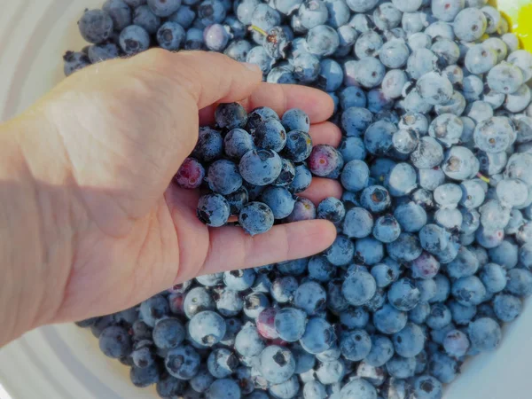 Caucasian hand taking multiple freshly picked blueberries from a large container of blueberries