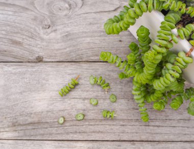 Jade necklace succulent plant with small cuttings next to it clipart