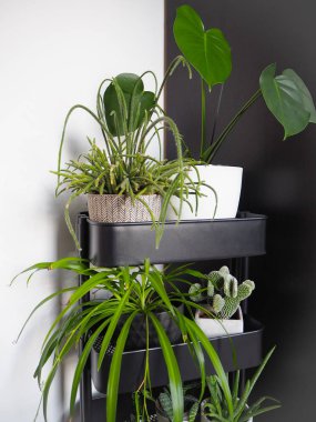 Endüstriyel gri arabası ile farklı yeşil houseplants dolu 