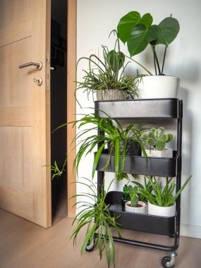 Endüstriyel gri arabası ile farklı yeşil houseplants dolu 
