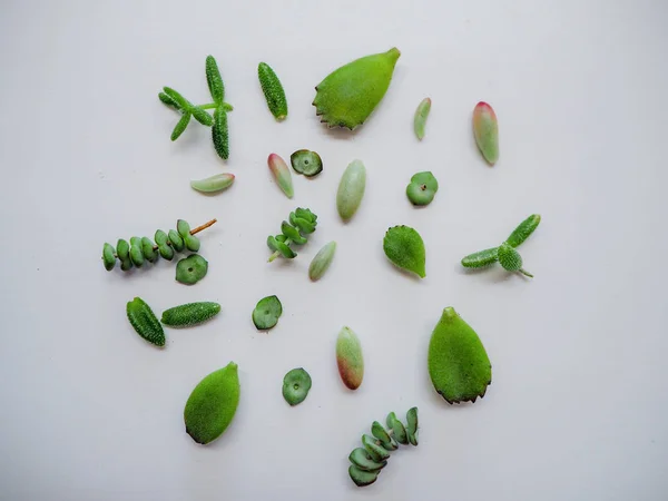 Variedad de múltiples hojas verdes suculentas como sedum, crassula, cotiledón — Foto de Stock