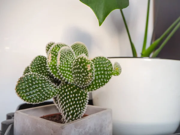 Small opuntia microdasys, also known as a bunny ears cactus — Stock Photo, Image