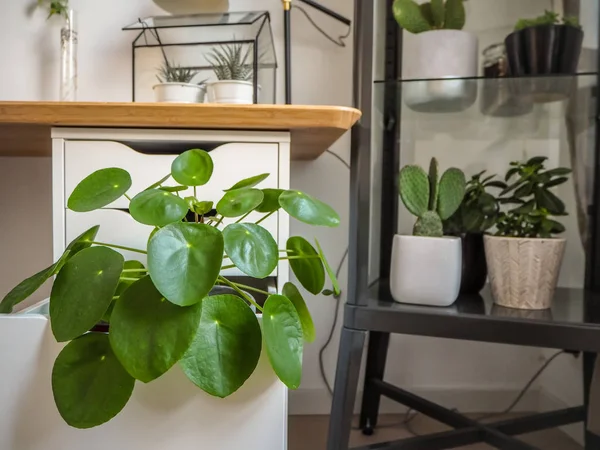 Grote pannenkoek plant in een industriële zwart-wit studiezaal — Stockfoto