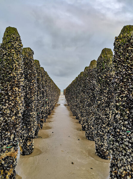 Low tide exposing rows of mussels cultivated on robes attached to poles in the bay of Wissant at Cap Gris-Nez, Pas-de-Calais in Northern France