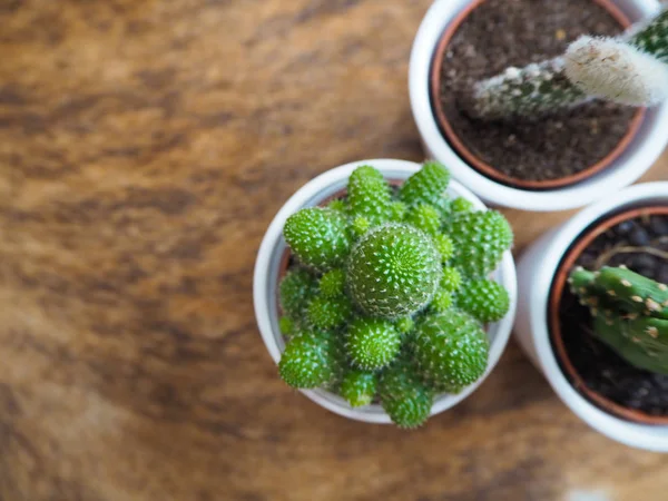 Variety of three small cactus plants of which two opuntia's — Stock Photo, Image