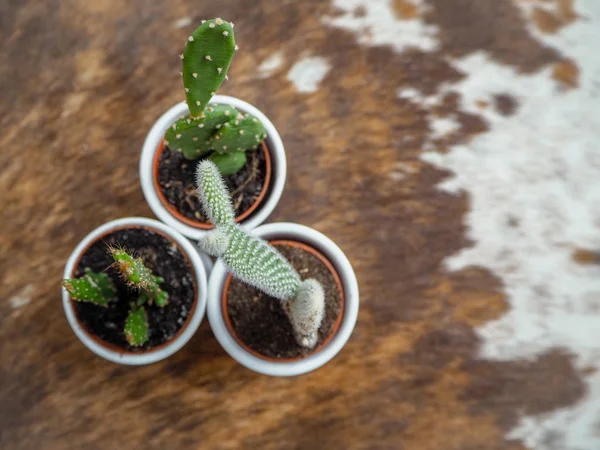 Різноманітність трьох невеликих рослин кактусів, з яких два опунції — стокове фото