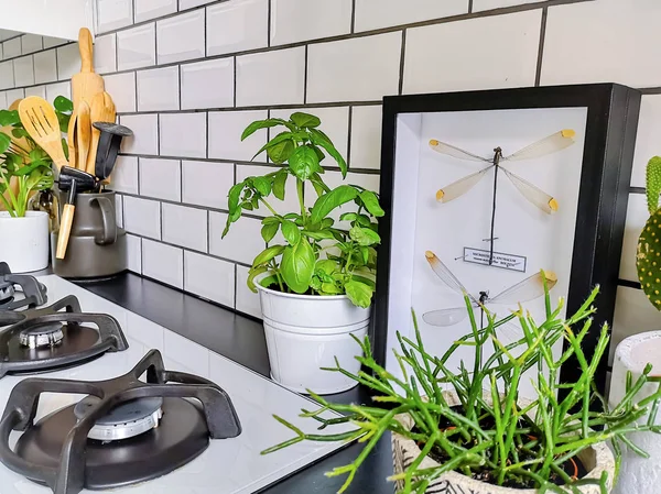 Taxidermie encadrée art libellule dans une cuisine carrelée de métro noir et blanc avec de nombreuses plantes — Photo