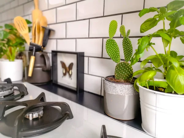 Noir et blanc cuisine carrelée de métro avec de nombreuses plantes et encadré art insecte taxidermie — Photo