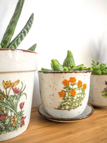 Petits succulents dans des pots de fleurs vintage sur un bureau en bois sur fond blanc — Photo