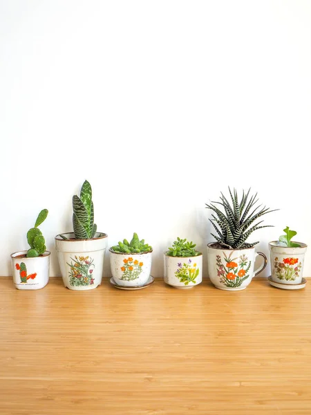 Pequenas suculentas em vasos de flores vintage em uma mesa de madeira contra um fundo branco — Fotografia de Stock