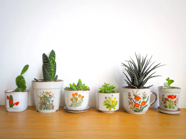 Pequenas suculentas em vasos de flores vintage em uma mesa de madeira contra um fundo branco — Fotografia de Stock