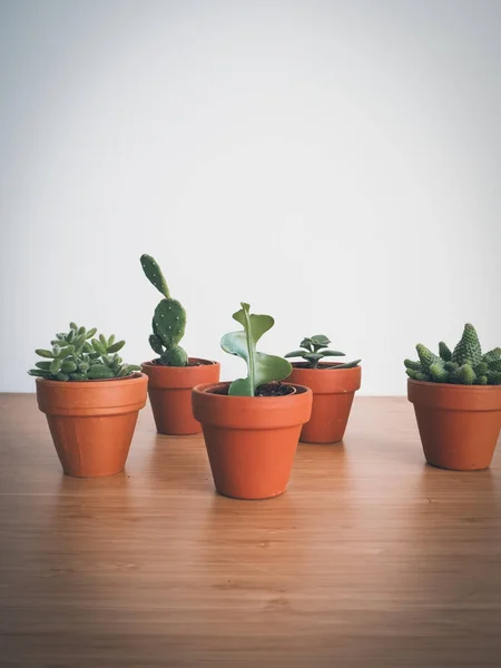 Small succulents in terracotta pots on a wooden desk against a white background — Stock Photo, Image