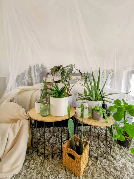 Parlak Beyaz Yatak Odası Sayısız Bitkiyle Dolu Doğal Işıkla Dolmuş — Stok fotoğraf