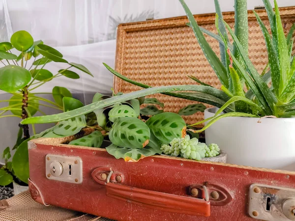 Recyklowane Walizki Vintage Wypełnione Zielonymi Roślinami Domowymi Przed Łóżkiem — Zdjęcie stockowe