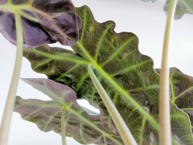 Alocasia amazonica yaprağının alttaki görüntüsü farklı damarlara sahip.