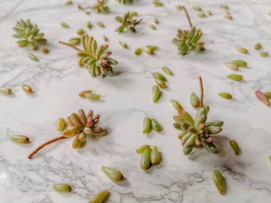 Jelibon ya da sedum rubrotinctum aurora bitkileri beyaz mermer arka planda çoğalmak için kesilir.