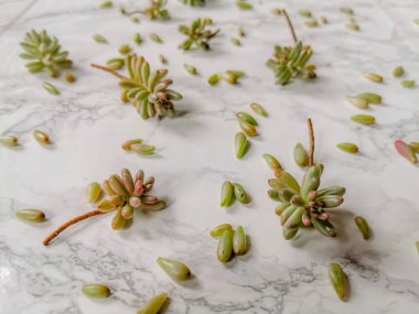 Jelly bean or sedum rubrotinctum aurora plant cuttings for propagation on a white marble background clipart