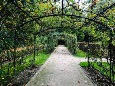 Sonbahar boyunca çok sayıda bitkiyle kaplı terk edilmiş siyah kemer yolu.