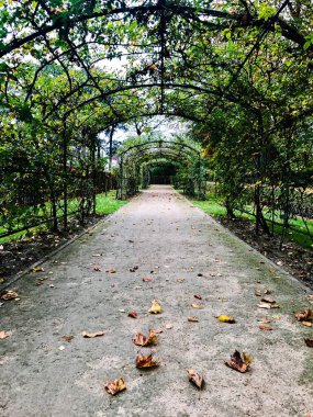 Sonbahar boyunca çok sayıda bitkiyle kaplı terk edilmiş siyah kemer yolu.