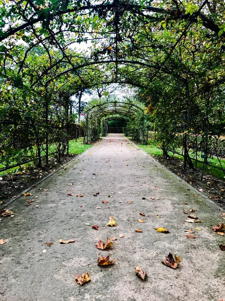Sonbahar boyunca çok sayıda bitkiyle kaplı terk edilmiş siyah kemer yolu.