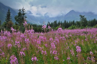 Slovakya - High Tatras Mts. - Yaz bulutları vadide 