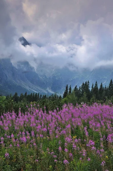 Slovakia High Tatras Mts Summer Clouds Valley Dolina Zelenho Plesa — Stock Photo, Image