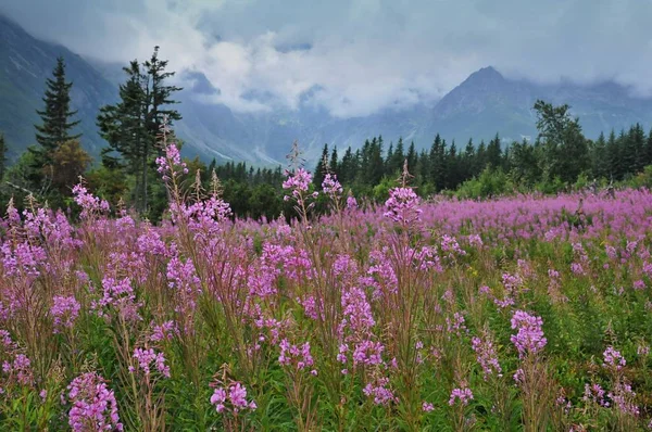 Slovakya - High Tatras Mts. - Yaz bulutları vadide 