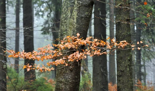 Sonbahar ormanında meşe ağacı (Çek Cumhuriyeti - Jeseniky Dağı.) 