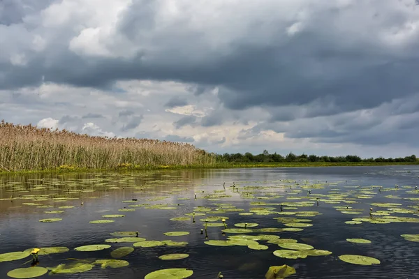 Fiume Coperto Gigli Costa Canneti Alberi Nuvole Tempestose Loro — Foto Stock