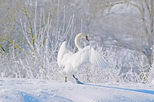 The white swan dances in the snow.