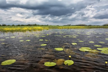 Sazlıklar ve ağaçlarla nehir kıyısında fırtına bulutları.