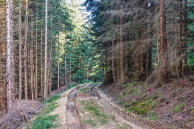 Toprak dağ yolunda bir çam ormanı.