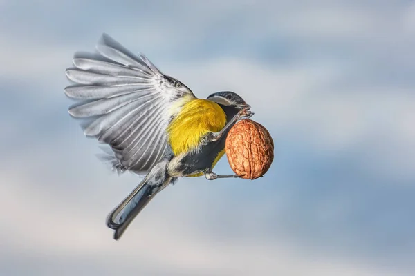 Titmouse Vol Avec Une Noix Contre Ciel — Photo