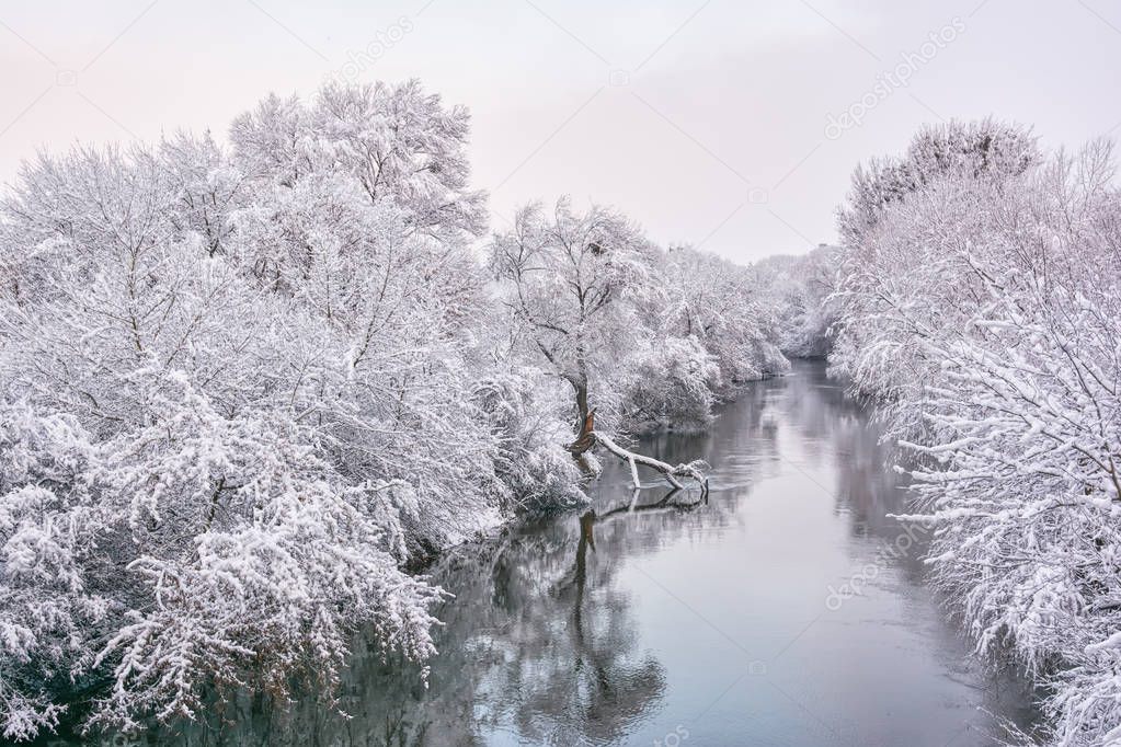 Trees in snow on river bank.