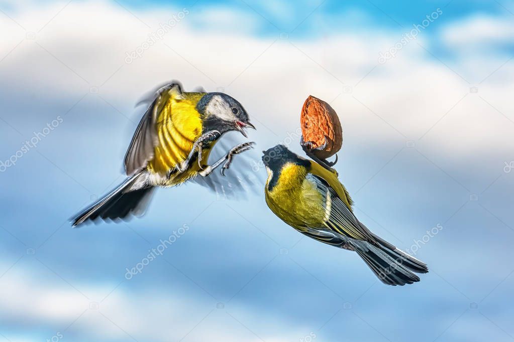 The battle of two tits for a nut in the air against the sky.