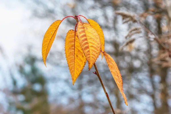 Yellow Leaves Branch Background Autumn Forest — Stock Photo, Image