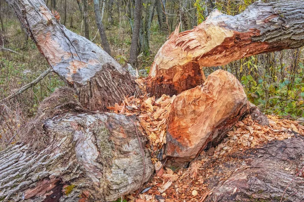 Biber Zerstörten Bäume Wald — Stockfoto