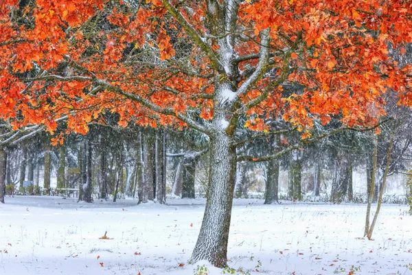 Ein Baum Mit Gelben Und Roten Blättern Ist Winterpark Mit — Stockfoto