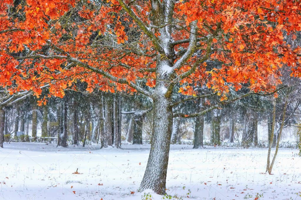 A tree with yellow and red leaves is covered with snow in the winter park.