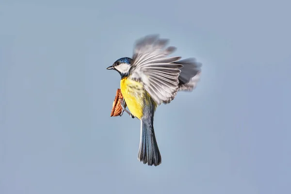 Fliegende Kohlmeise Mit Nüssen Und Offenen Flügeln Vor Blauem Himmel — Stockfoto