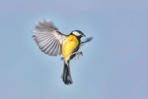 Titmouse Voo Com Asas Abertas Fundo Céu — Fotografia de Stock