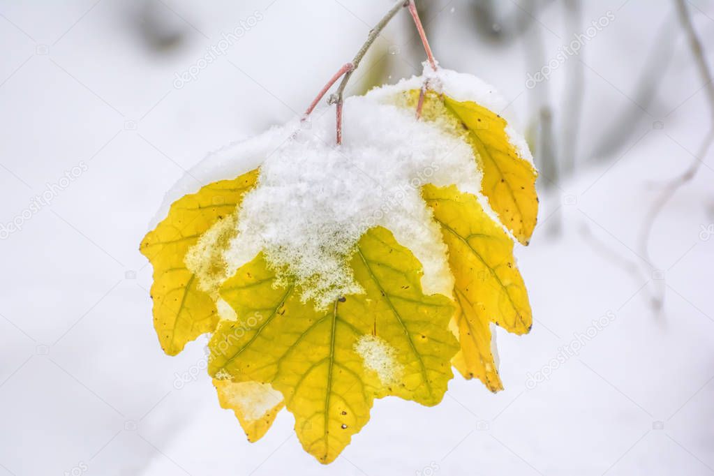 Yellow maple leaves are covered snow in the winter park.