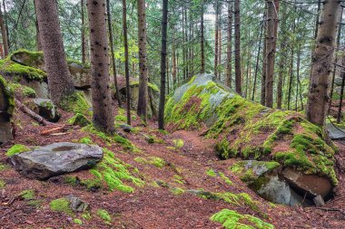 Dağ çam ormanı ve kayalar bir parçası yosun kaplı.