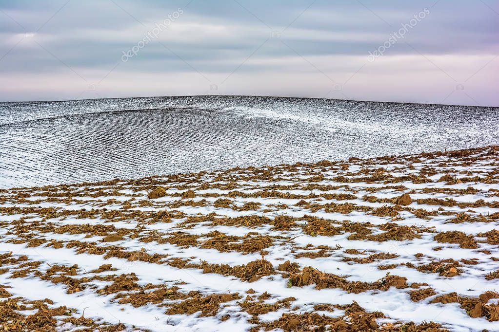 Winter landscape - agricultural lands covered with snow.