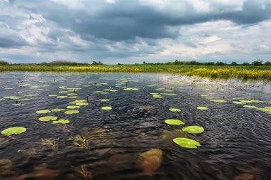 Sazlıklar ve ağaçlarla nehir kıyısında fırtına bulutları.