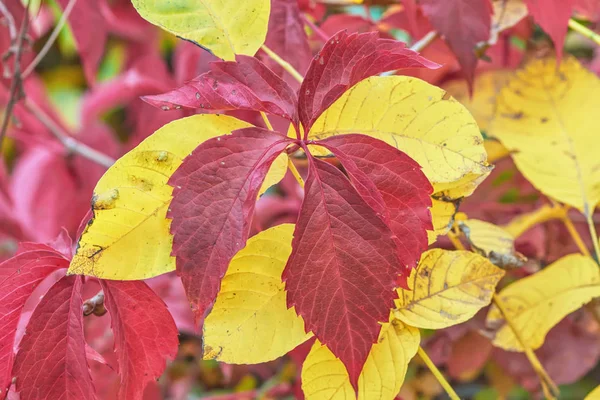 Plants Autumn Red Yellowed Leaves — Stock Photo, Image